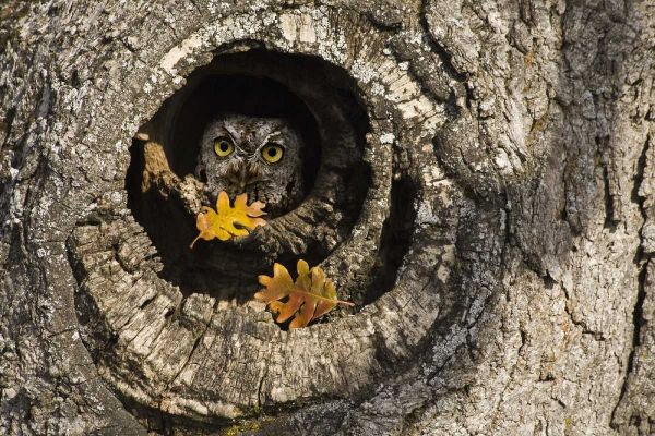 OR, Mosier Screech owl occupies knot hole